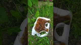 SLUG LOVES BEER #slime #slug #slugs #bear #lifehacks