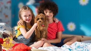 Waffle The Wonder Dog Full Episode Compilation For Kids | WildBrain Zigzag