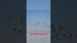 БАРХАТНЫЕ ТЯГИ ОХОТА НА ГУСЯ! #shots #shorts #short #hunting #охота #goose #гусь #youtubeshorts