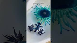 Blue Dragon Sea Slug Is TOXIC | Glaucus Atlanticus #shorts