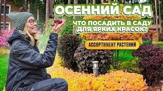 Осенний сад. Что посадить в саду для ярких красок? Ассортимент растений