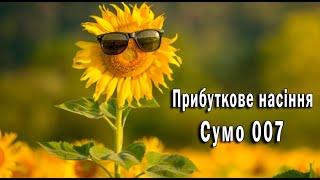 Соняшник Сумо 007 від Євросем