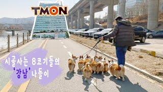 Eight rural corgi who succeeded in entering GANGNAM.