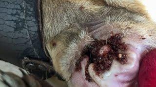 Removing All Ticks From Dog - Dog Ticks Removing Clip - Ticks Removal Videos EP 15