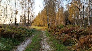 Грибные чудеса выживания. Стойкие красные солдатики...Спасибо, Лес, за дары твои!