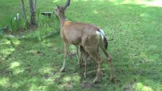 Fawn Chases a Quail and other nice moments