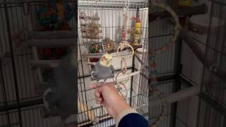 Rise and Dibbydoo #cockatiel #bird #parrot