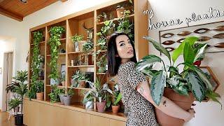 Plant Tour | My 200+ Houseplant Collection