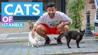 CATS OF ISTANBUL - What Street Cats Of Turkey Can Teach Us