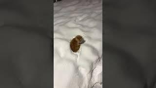 CJ is (not) a snow cat