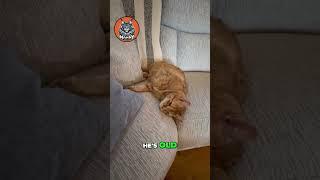 Meet Polar and Cat: A Day in the Life of Our Feline Friends