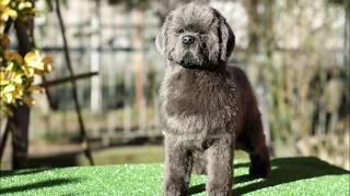 Making a posable grey Newfoundland dog Artdoll