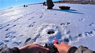 BLOWS like a SHOCKER one by one!!!! Winter fishing for walleye