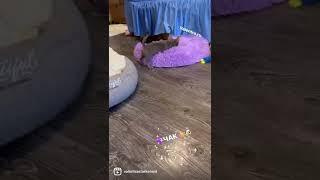 Лиловый щенок ЧИХУАХУА 2 месяца
