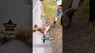 It Lost Its Mom… But Gained a Guardian Angel in Her #rescue #animals #pets #love #shorts