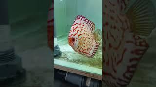 Discus fish