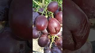 Обзор моего виноградника. Город Донецк. (Продолжение)
