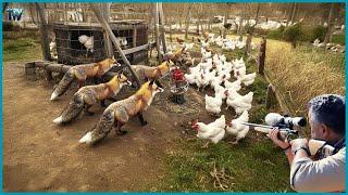 Full Video 4k - Australian Farmers Deal With Millions Of Red Fox Attack Poultry | Wild Boar Hunting