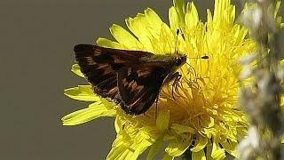 Woodland Skipper Feeding