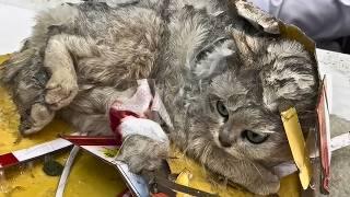 Stray Cat Stuck in Glue Trap: I Injured It While Trying to Help, but It Stayed Silent