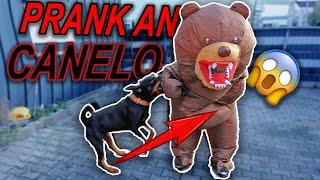 PRANK an Canelo  (geht schief‼️)