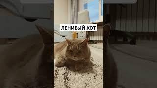 ЛЕНИВЫЙ КОТ#cat