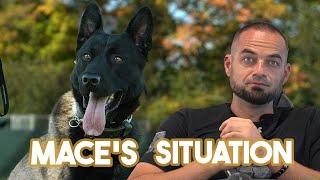 The Mace Situation - Crazy Dutch Shepherd 