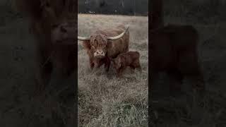 Scottish Highland Calf Arrived! #cute  #farmlife  #firststeps #baby  #walkerfarmfam