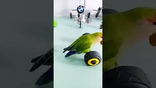 Cute Parrot funny video