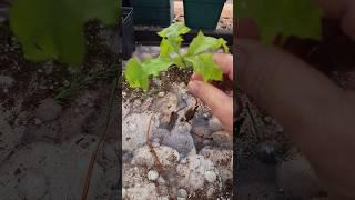 Transplanting Baby Oak Trees. #zone4 #garden #gardening