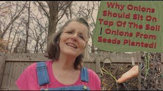 Why Onions Should Sit On Top Of The Soil | She Plants Onions Grown From Seeds!