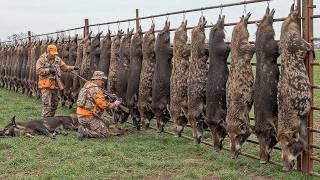 The Wild Boar Crisis: 7.9 Million Pigs on the Attack  The Real-Life War on the Farm