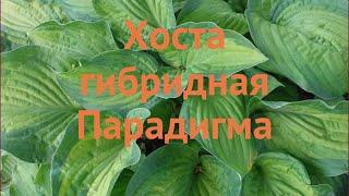 Хоста гибридная Парадигма (hosta paradigm)  Парадигма обзор: как сажать, луковицы хосты Парадигма