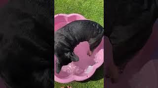 My little dog in his pool being silly