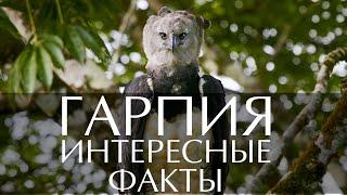 Гарпия - интересные факты