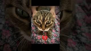 Dasha bombastic/смешные кошки/кошки приколы #cat #меме #даша #funny #edit #котики #рек #подписка