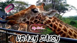 Feeding My New GIRAFFE Girlfriend CRAZY DAISY next to the Giraffe Manor #trending #love #viral #fyp