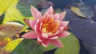 Нимфея Colorado (Колорадо) кувшинка, waterlily, водные растения, пруд