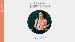 Грибы | Биология 5 класс #13 | Инфоурок