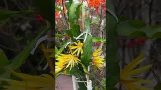 Orchid cacti flowers