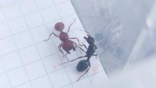 Pogonomyrmex badius (Florida, USA) vs Messor muticus (Russia) 10.09.2023