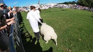 Kent County Show 2019 Young Farmers Club 10 to 13 Lamb Handling