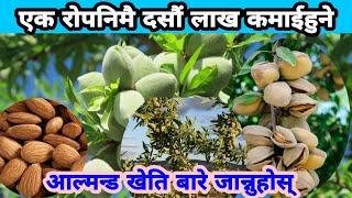 एक रोपनिबाटनै दसौं लाख कमाउन सकिने आल्मन्ड खेति। almod farming