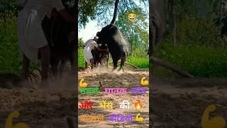 Bull Funny Mating Shorts Video//#trendingshorts #animals #bull