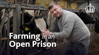 Farming in an Open Prison: How Prisoners Are Rebuilding Lives Through Dairy Cow Farming