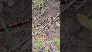 Seen a snake out turkey hunting #coralsnake #redonyellow #venomoussnakes #wildmanoutdoors #staywild