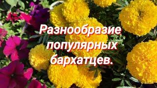 Бархатцы.Разнообразие популярных  бархатцев в моем саду.