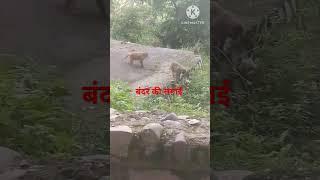 बंदर की सगाई मे आप मत जाना#funny #viral #trending