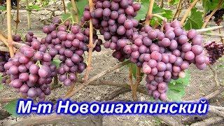 Мускат Новошахтинский 15.08.2019