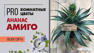 Комнатный Ананас Амиго - растение диковинка или нет?